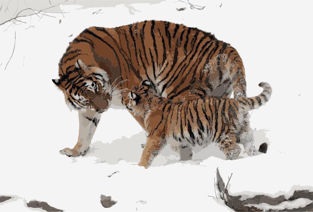 Panthera tigris altaica 13 - Buffalo Zoo png transparent