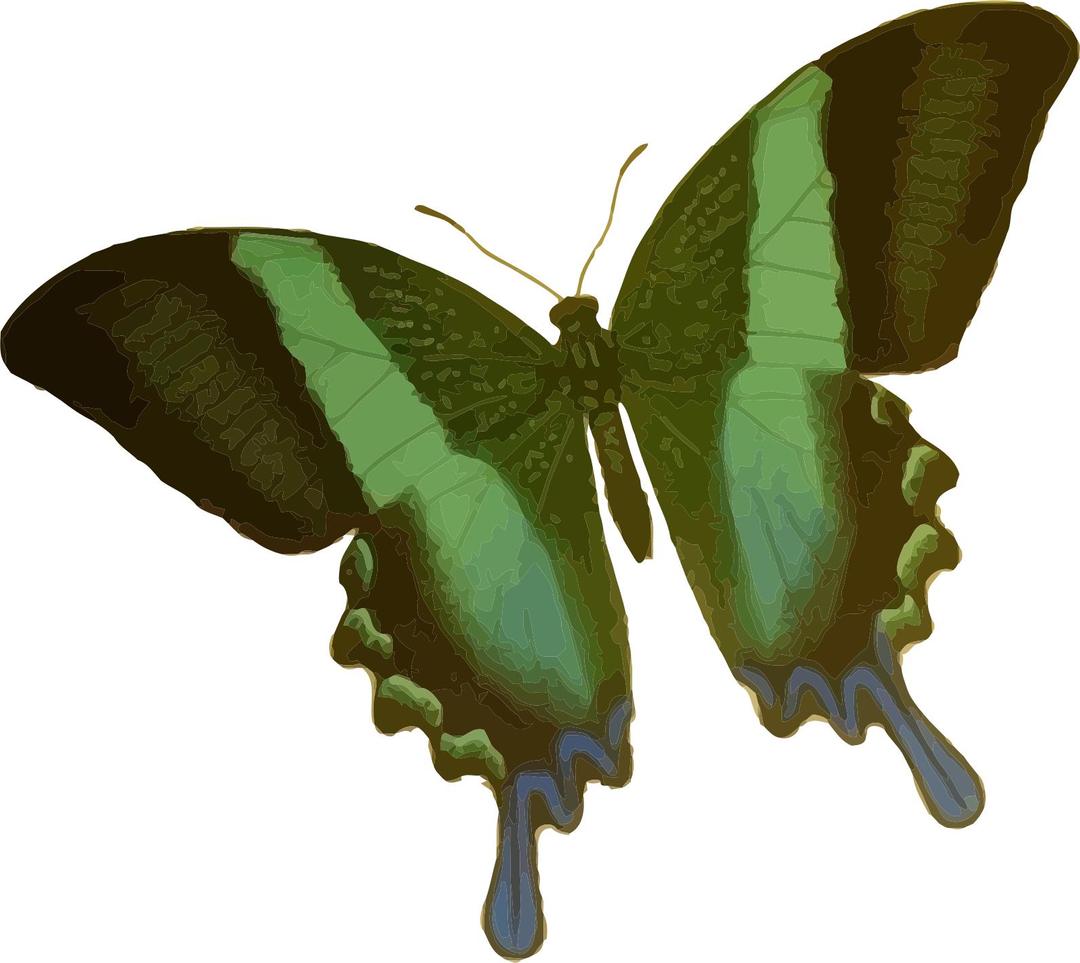 Papilio blumei png transparent