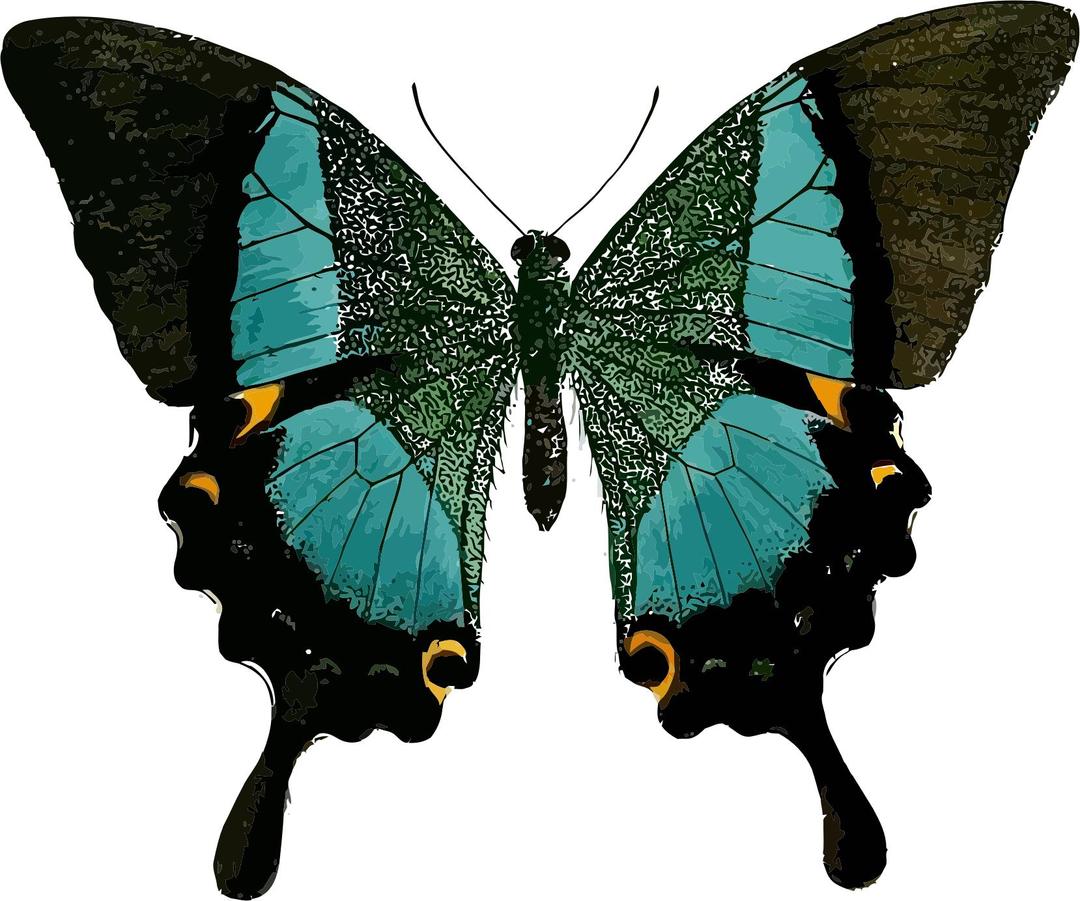 Papilio buddha  png transparent