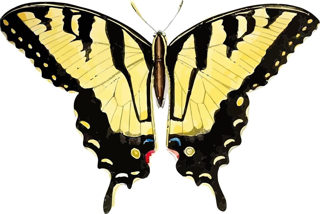 Papilio glaucus  png transparent