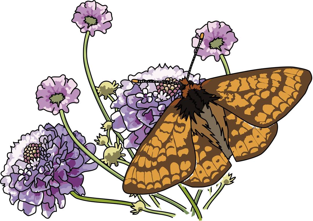 Papillon Damier de la succise - Marsh fritillary butterfly png transparent