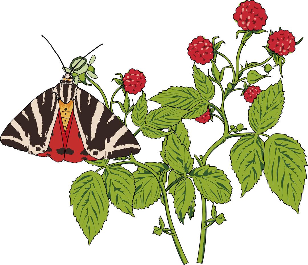 Papillon Ecaille chinee sur framboisier - Mottled Tortoiseshell butterfly on a Rapsberry png transparent