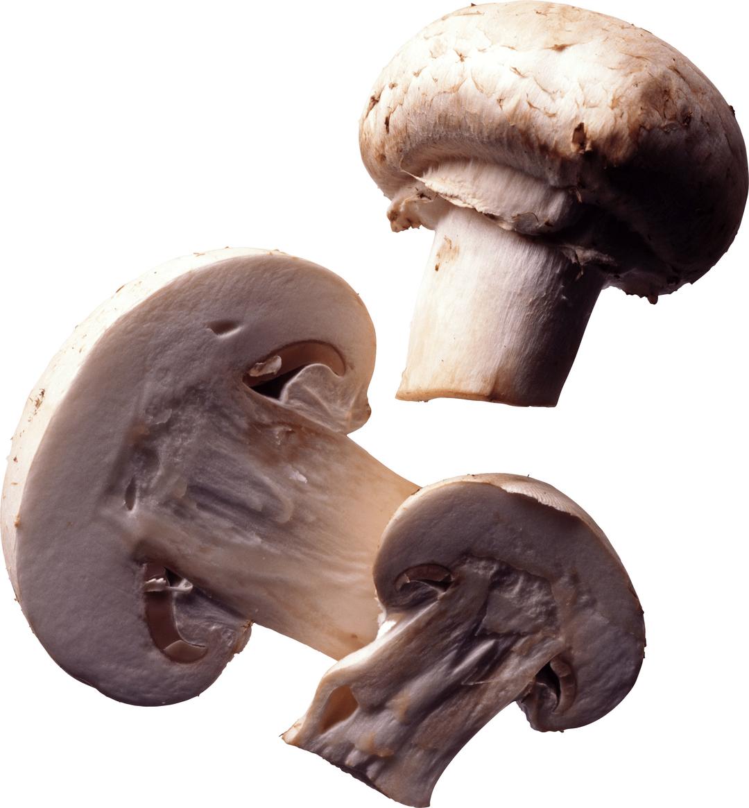 Paris Mushroom png transparent