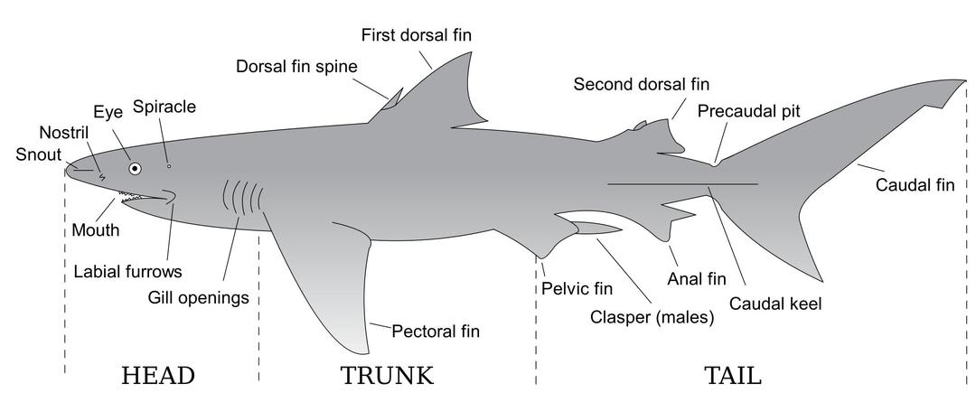 Parts of a Shark png transparent