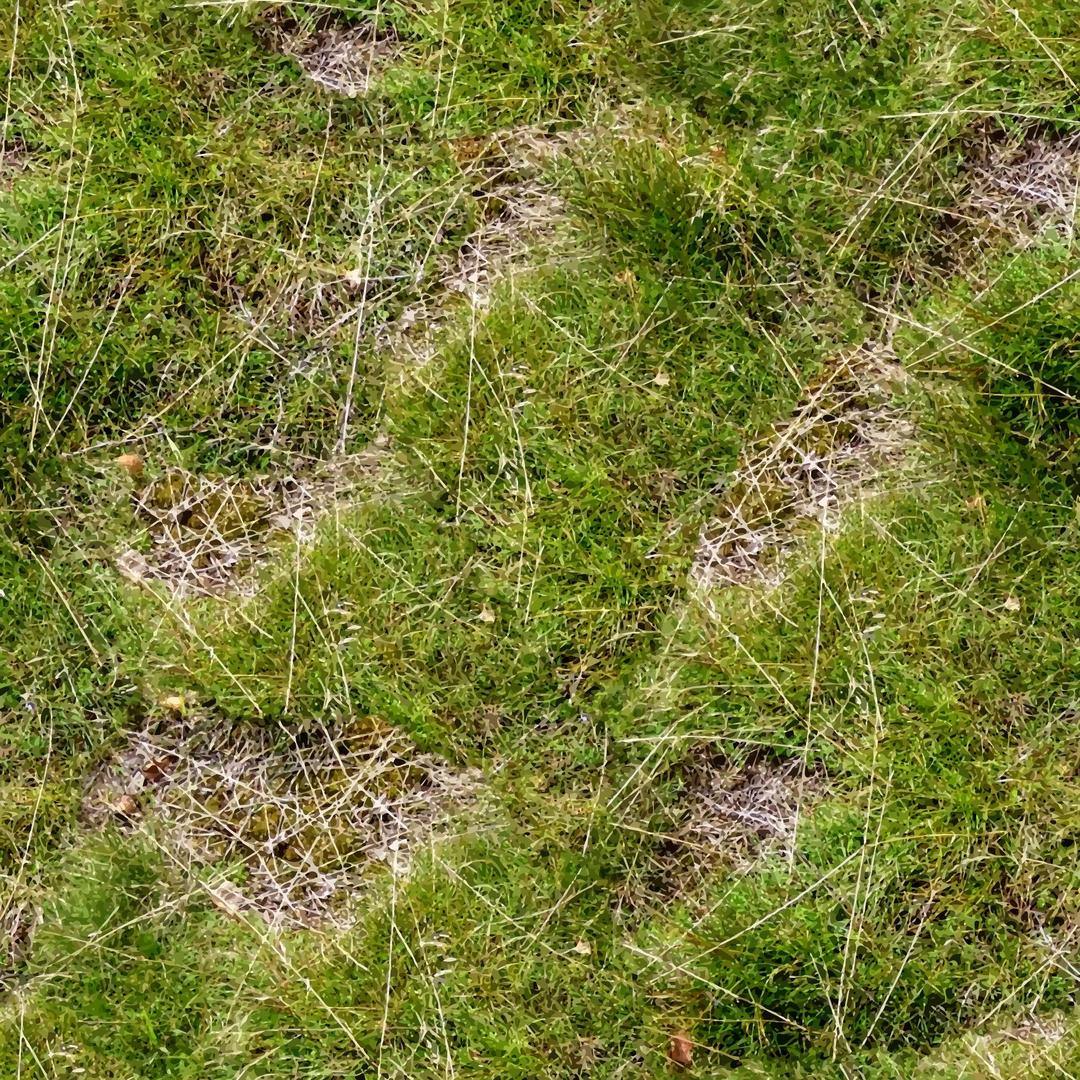 Patchy grass png transparent
