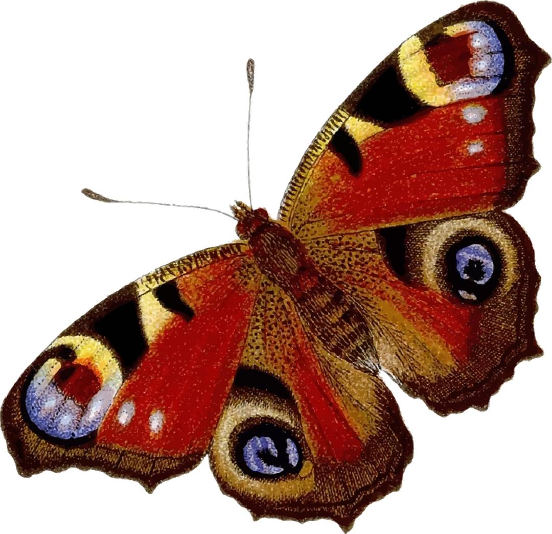 Peacock butterfly (colour) png transparent
