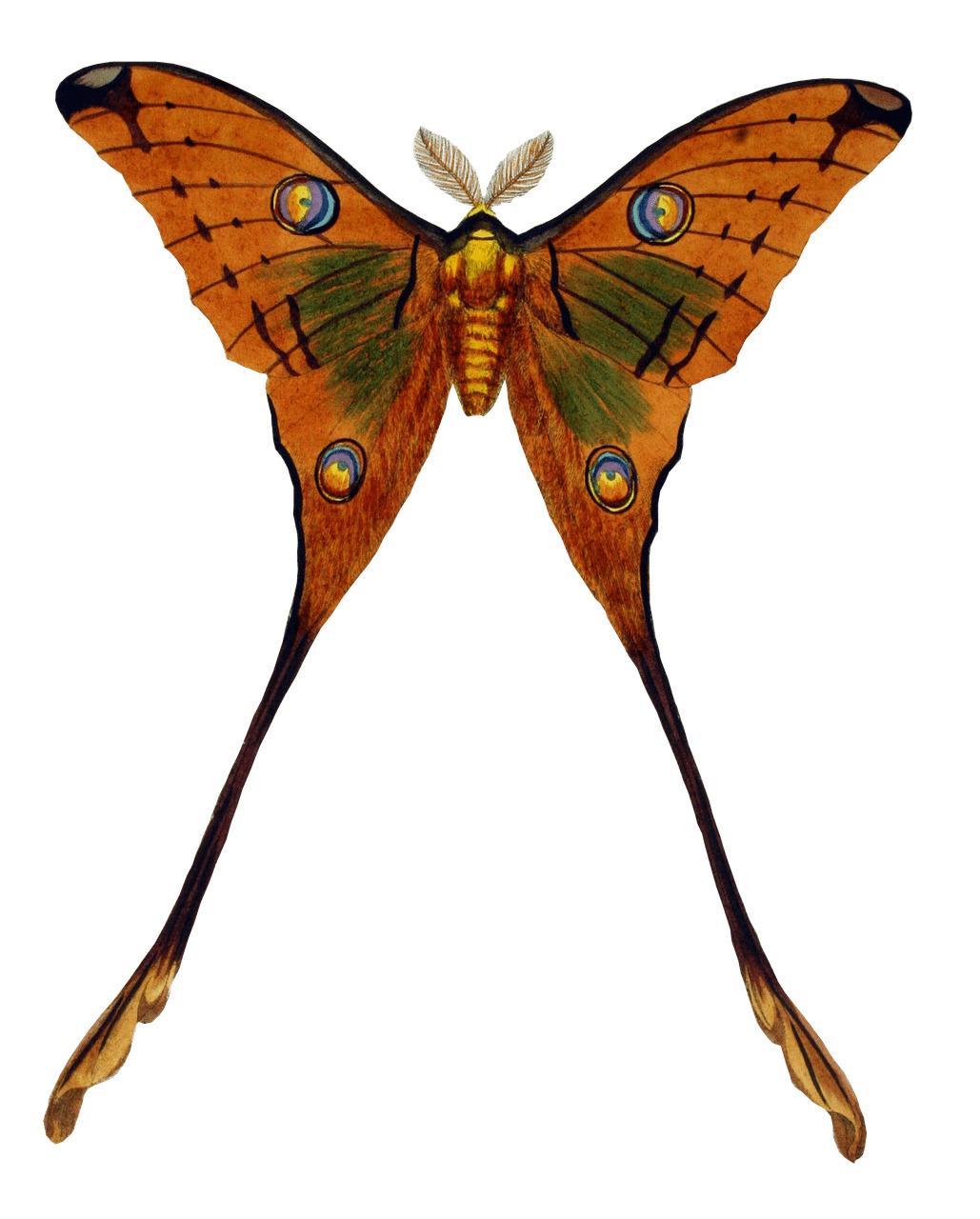 Peacock Butterfly png transparent