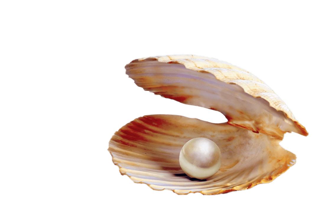 Pearl In Shell png transparent