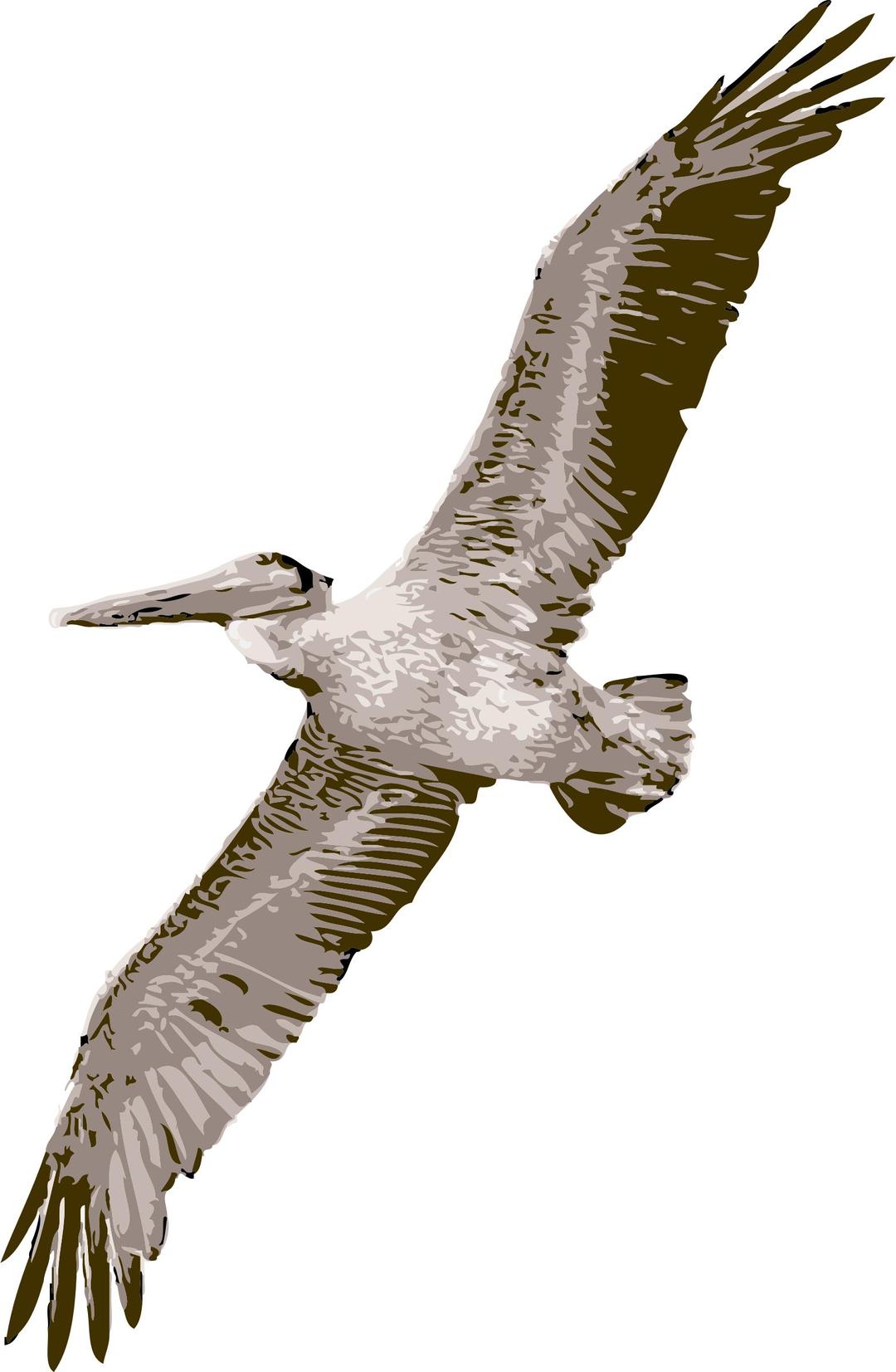 Pelican png transparent