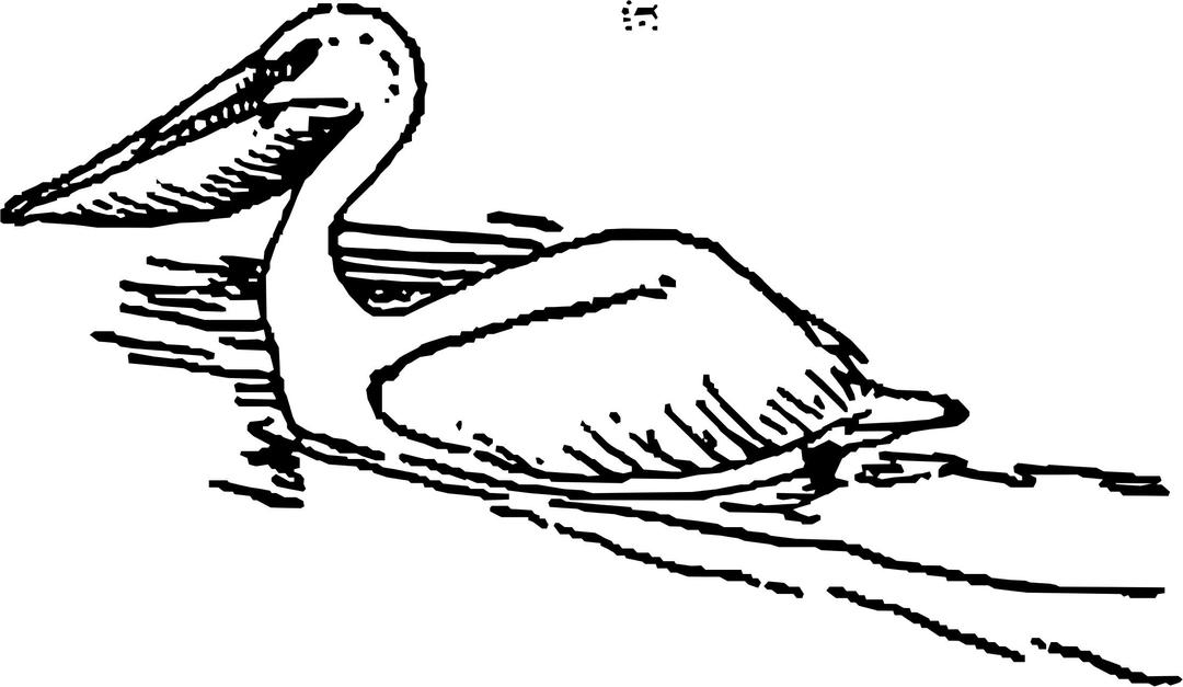 Pelican swimming png transparent
