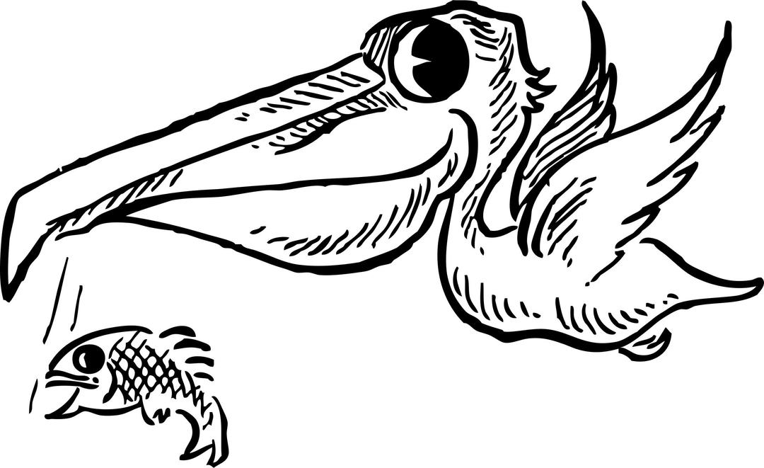 pelican with fish png transparent