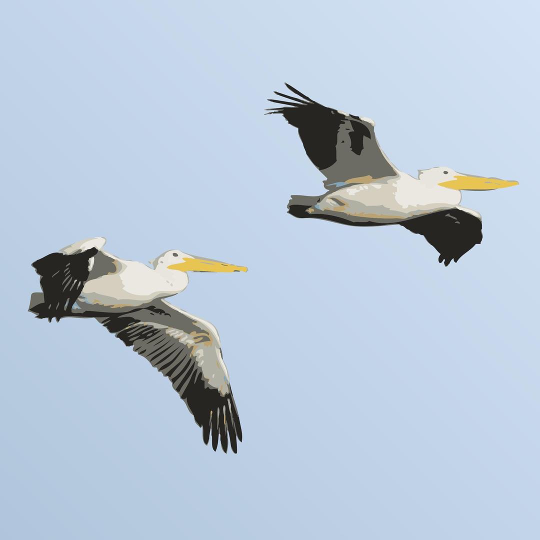 Pelicans in Flight png transparent