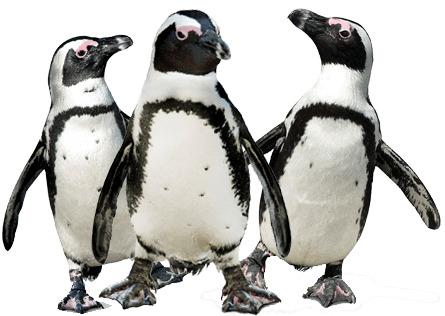 Penguin Trio png transparent