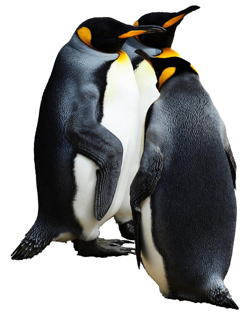 Penguins Group Of 3 png transparent