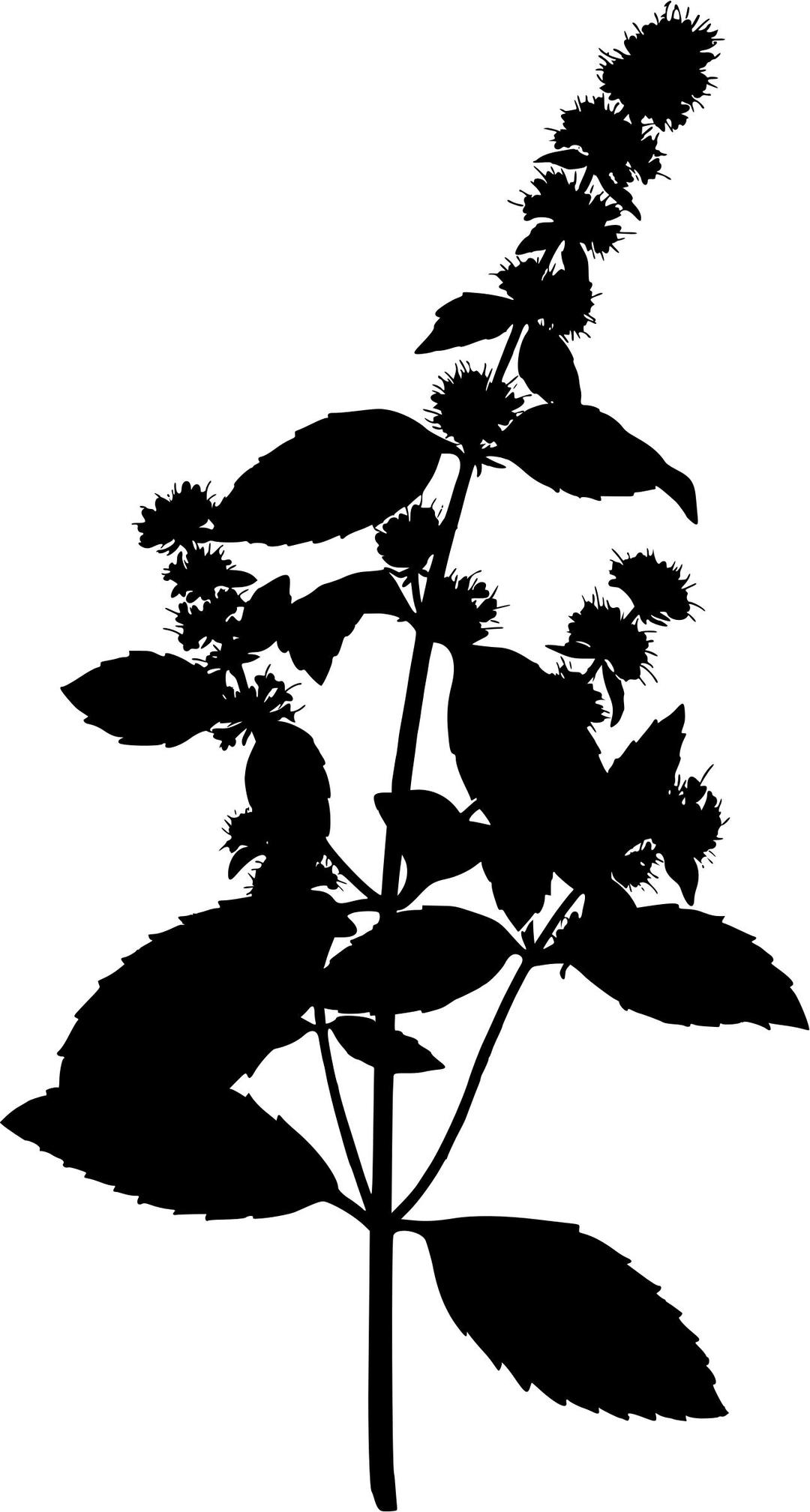Peppermint (silhouette) png transparent