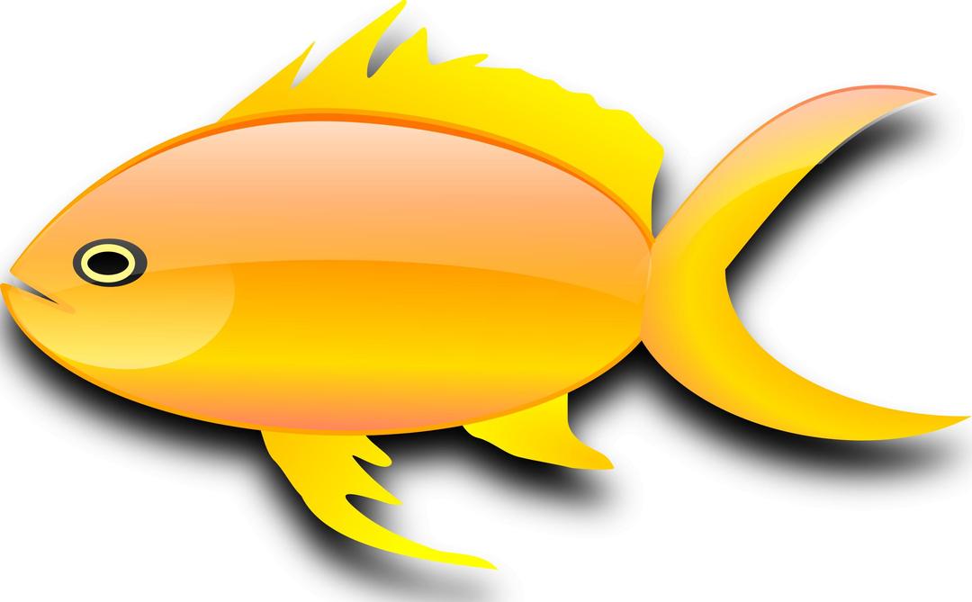 Pez dorado (gold fish) png transparent
