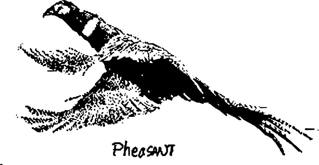 Pheasant png transparent