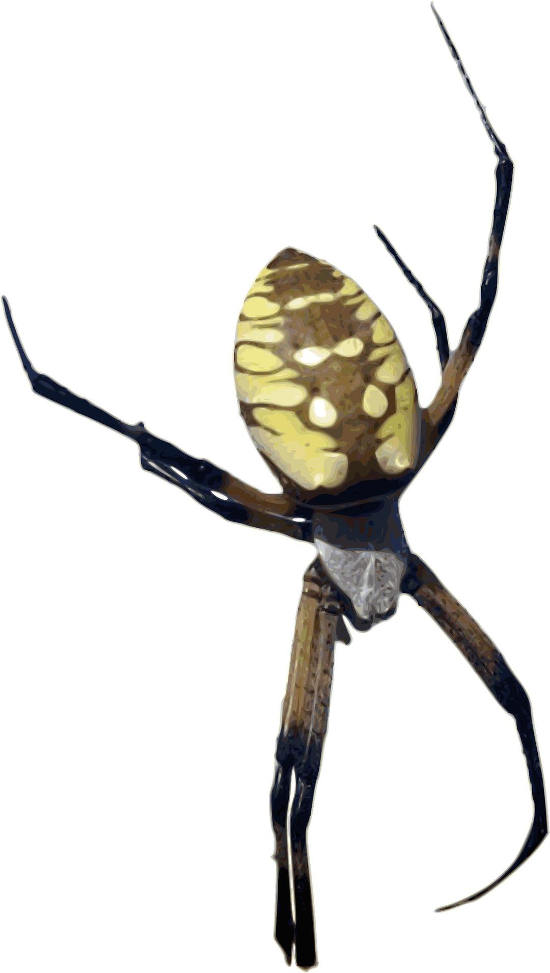Photorealistic Color Yellow Banana Spider png transparent