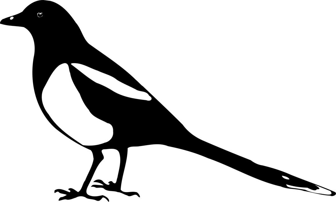 Pica-pica magpie silhouette png transparent