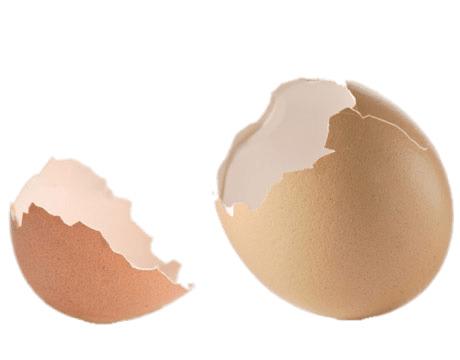 Pieces Of Eggshell png transparent