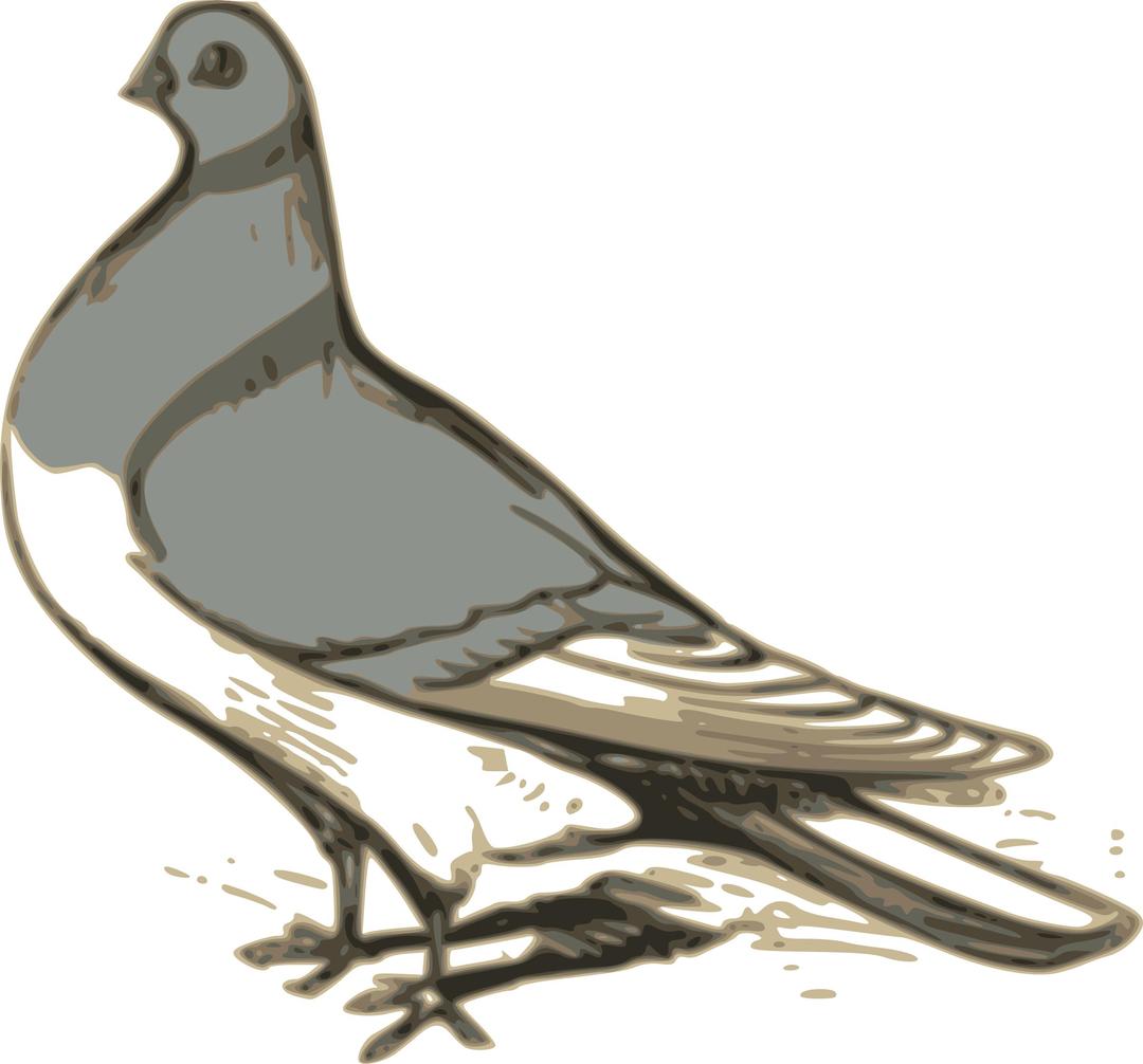 pigeon illustration png transparent