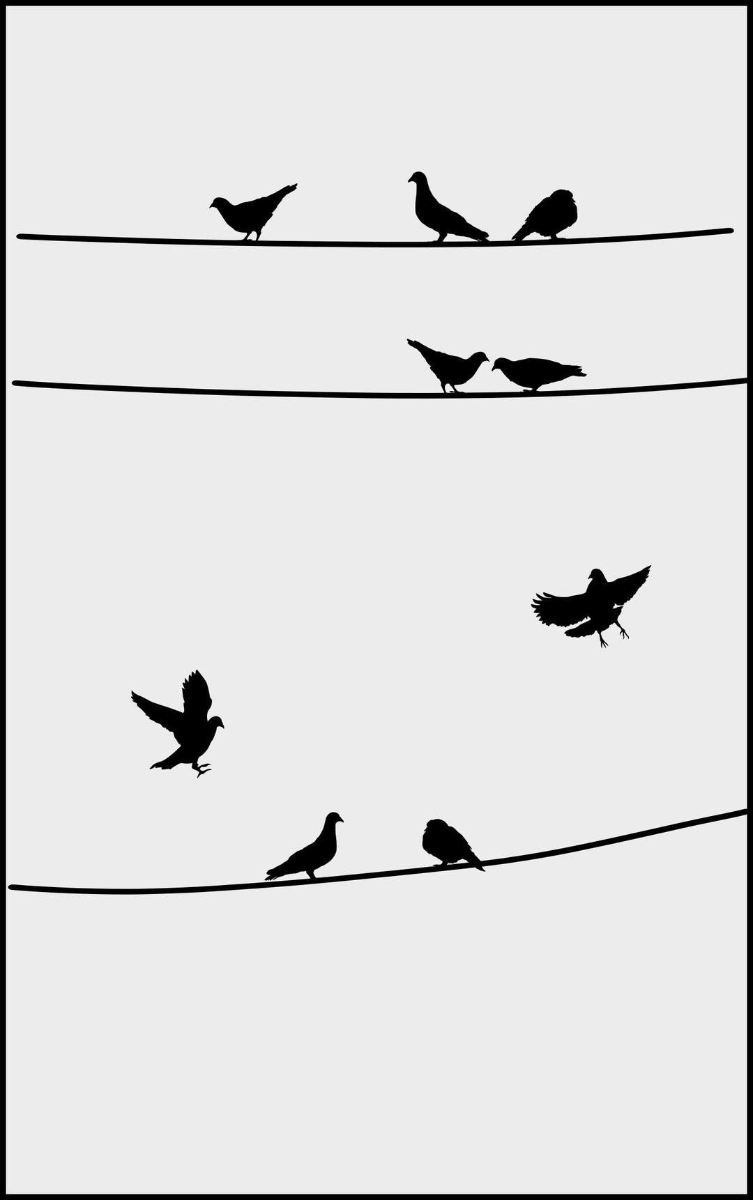 Pigeons on wires png transparent