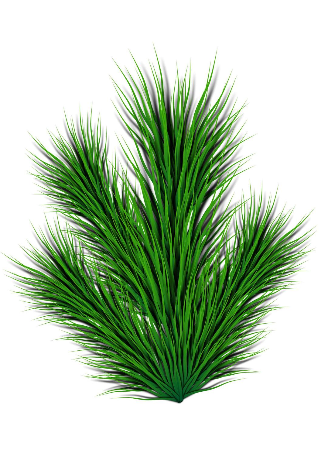 Pine branch png transparent