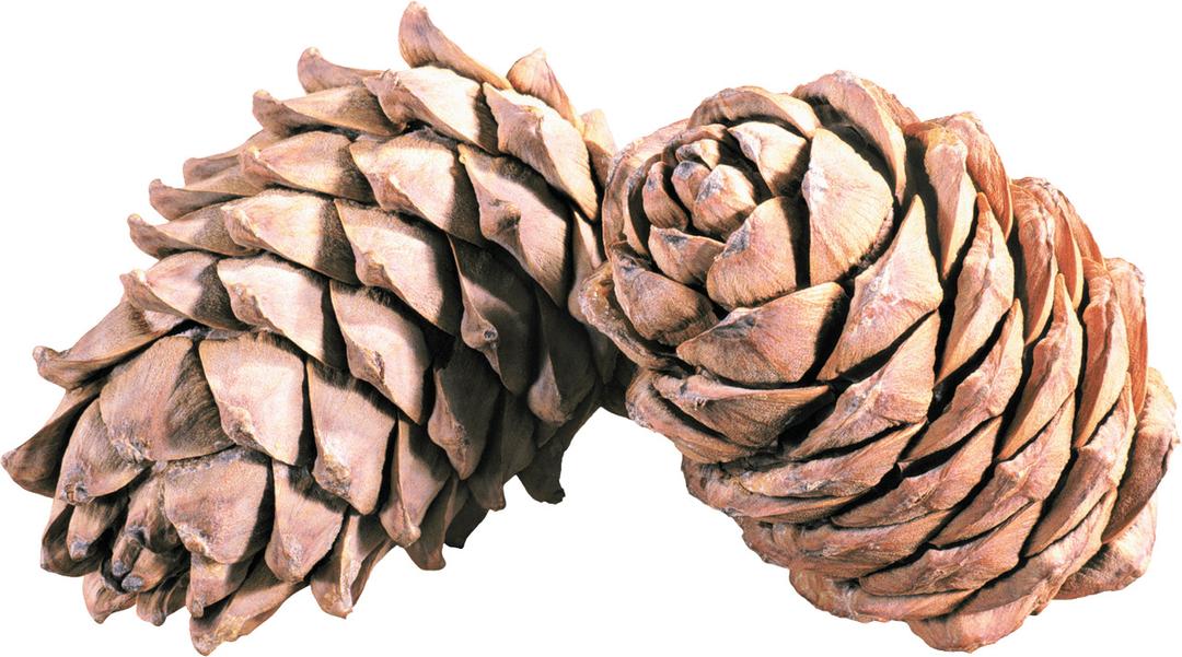 Pine Cone Duo png transparent