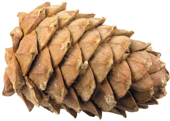Pine Cone Lying Down png transparent