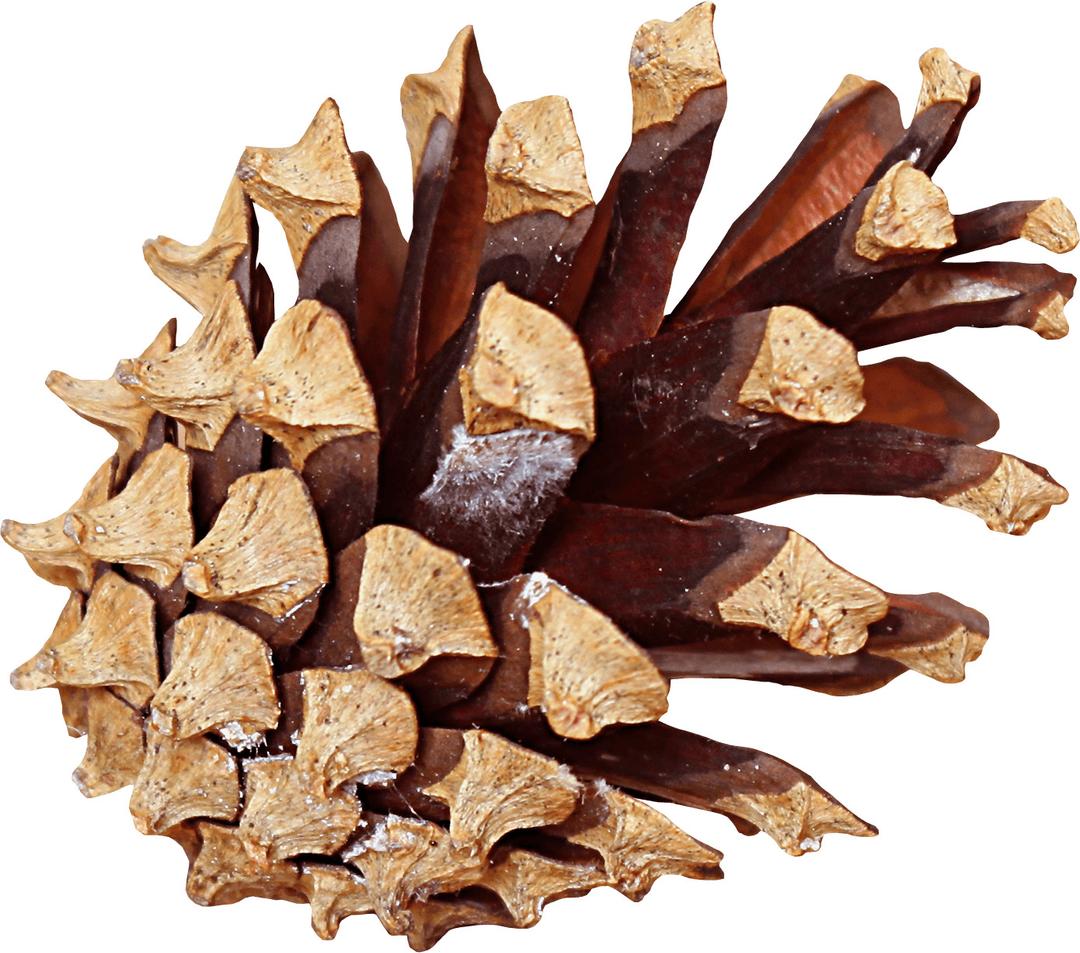 Pine Cone Side png transparent