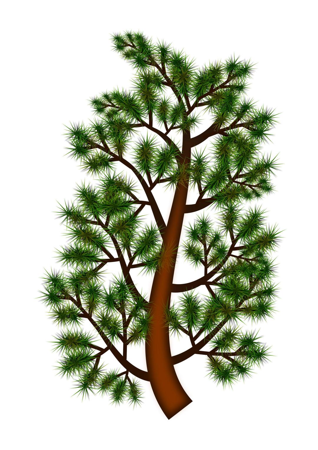 Pine tree branch png transparent