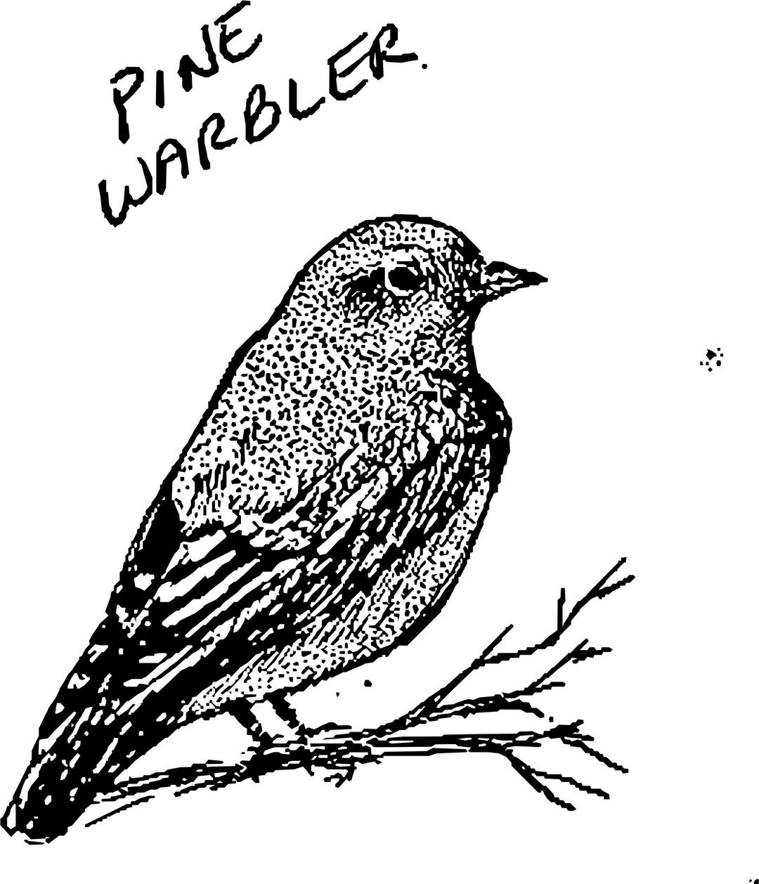 Pine Warbler png transparent