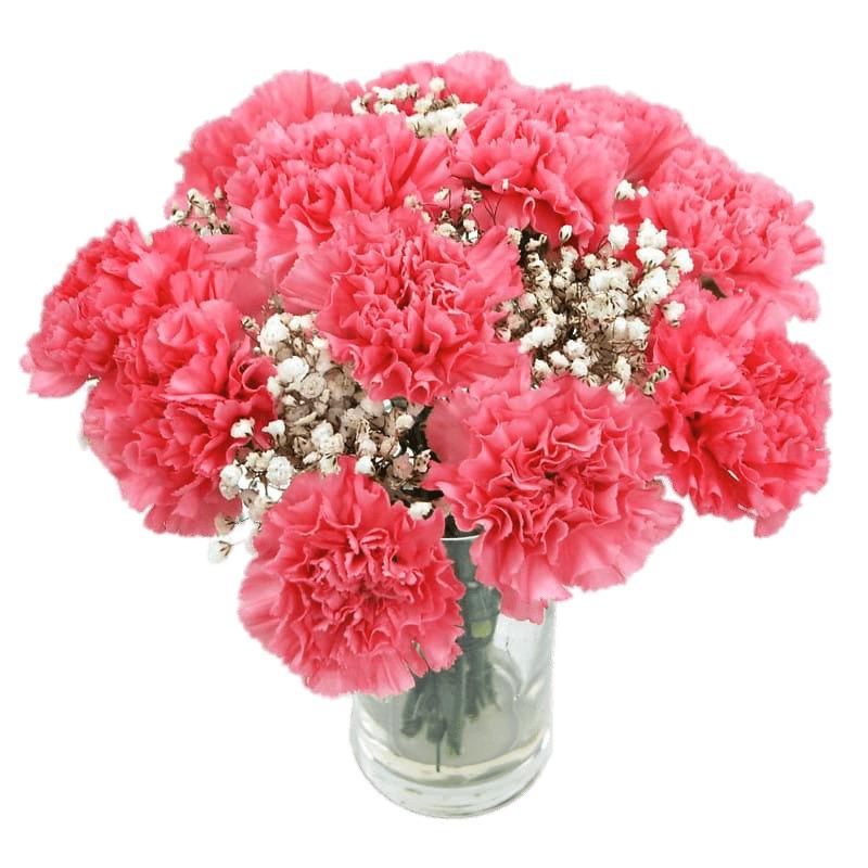 Pink Carnations png transparent