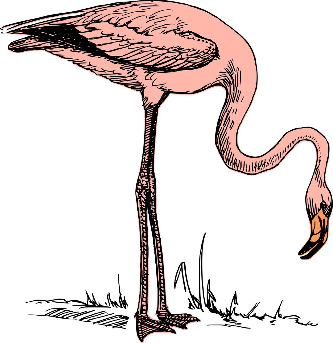 Pink flamingo png transparent