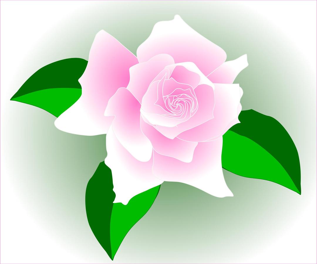Pink rose - fixed png transparent