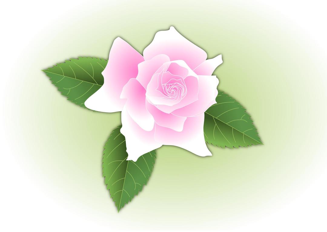 Pink rose - updated and fixed png transparent