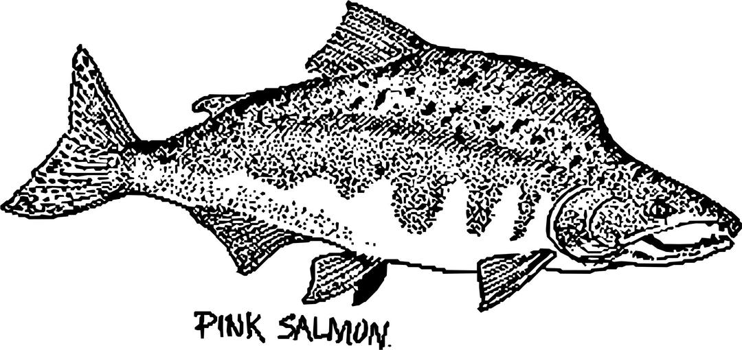 Pink Salmon mapitize png transparent