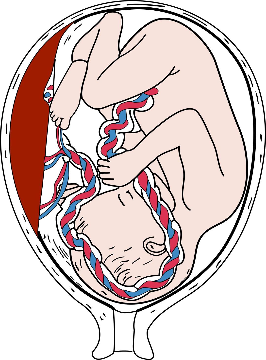Placenta and Fetus png transparent