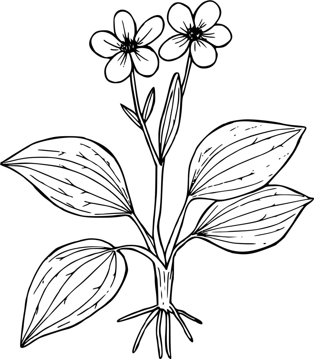 Plantain-leaved buttercup png transparent