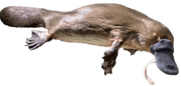 Platypus Eating A Worm png transparent