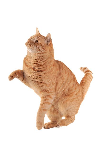 Playing Ginger Cat png transparent