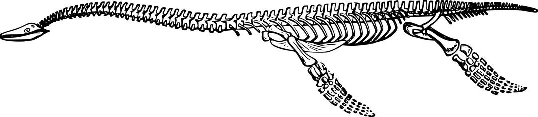 Plesiosaurus skeleton png transparent
