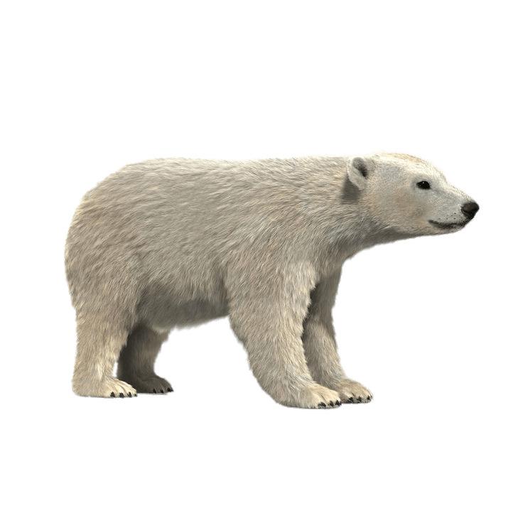 Polar Bear 3D Model png transparent