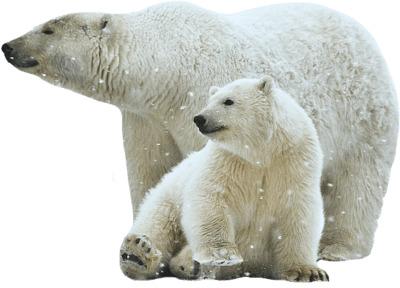 Polar Bear Mother and Son png transparent