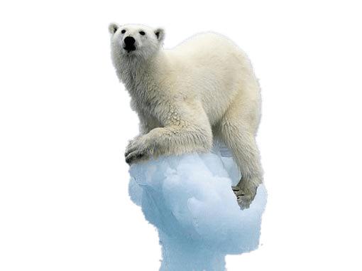 Polar Bear on Melting Iceberg png transparent