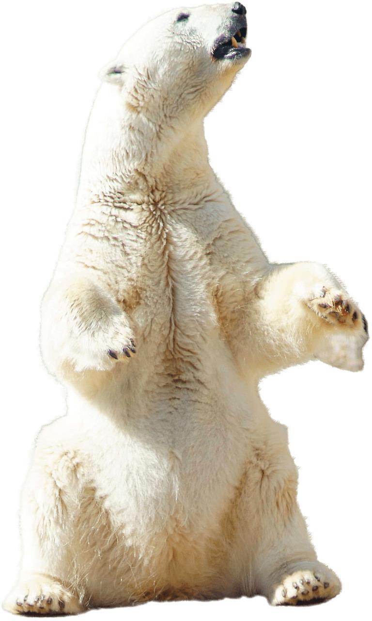 Polar Bear Sitting png transparent