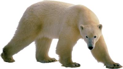 Polar Bear Walking png transparent