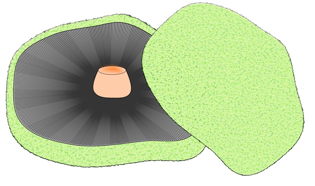 Portobello Mushroom png transparent