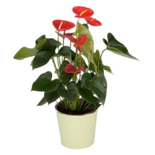Potted Red Anthurium png transparent
