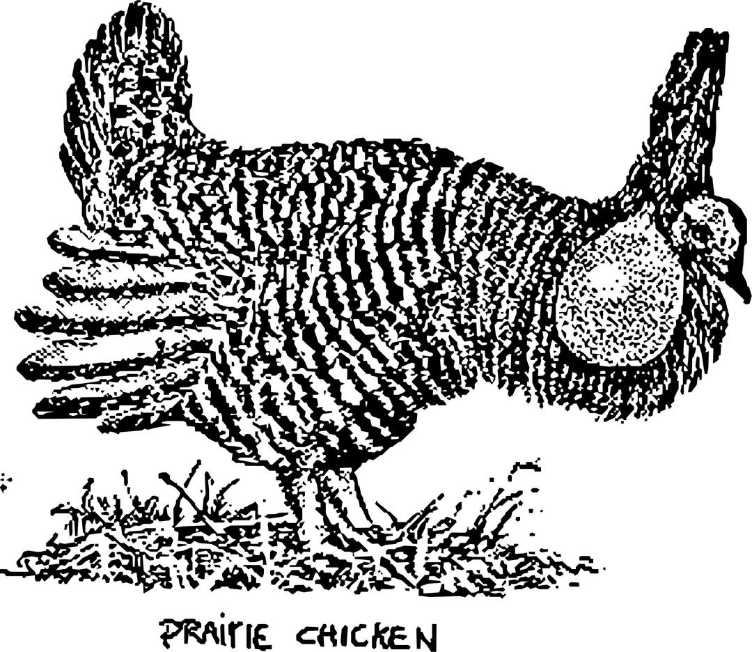 Prairie Chicken png transparent